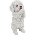 thumbnail image 2 of Chiot Maltais Jouant, 2 of 4