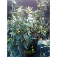 thumbnail image 2 of Jasmine Carolina Gelsemium Sempervirens, Yellow Flower Vine, Gallon Pot, 2 of 6