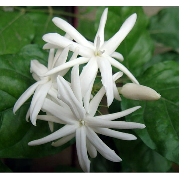 Arabian Tea Jasmine Plant Belle of India Sambac 6