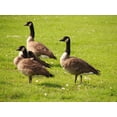 thumbnail image 5 of Bird-X Bird Stop Bird & Goose Repellent Natural Ingredients One Gallon Concentrate Canada Geese Starlings Sparrows, 5 of 5