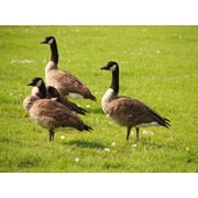 Bird-X Bird Stop Bird & Goose Repellent Natural Ingredients One Gallon Concentrate Canada Geese Starlings Sparrows