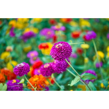Cut and Come Back Zinnia Seeds for Planting - 250  Seeds - Vibrant Colors Come Back All Season