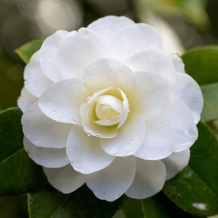 White Camellia Plant 8-12'' Tall, Live Camellia Shrub, Showy Seasonal Blooms, Outdoor Planting
