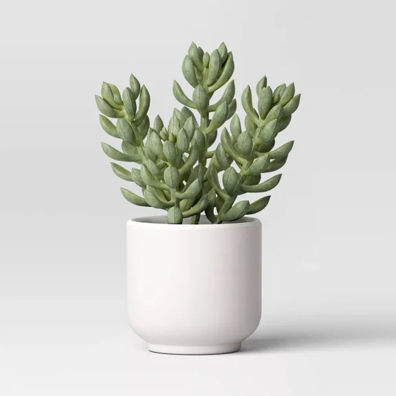 Succulent Plant