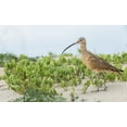 thumbnail image 2 of Archer, Ken 18x13 Gold Ornate Wood Framed with Double Matting Museum Art Print Titled - Long-billed curlew at the beach, 2 of 4