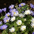 thumbnail image 5 of Colorful Mixed Anemone Blanda, 30 Bulbs - Blue, Purple & White Flowers - Attracts Butterflies, Bees & Hummingbirds, 5 of 6