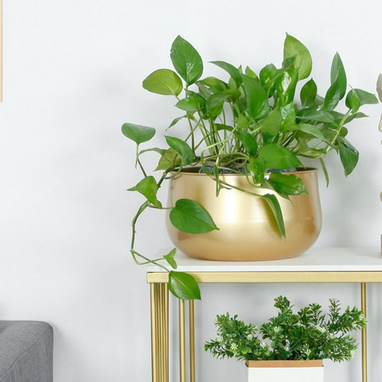 live eucalyptus plant indoor Eucalyptus Potted Live — Dutch Growers Regina main image 0