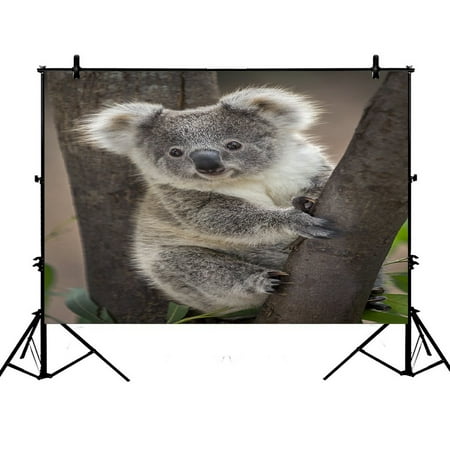 Image of PHFZK 7x5ft Cute Koala Bear on the Tree Branch Photography Backdrops Polyester Photo Background Studio Props