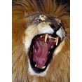 thumbnail image 2 of Welling, Dave 24x32 White Modern Wood Framed Museum Art Print Titled - CA, Los Angeles Co, African lion male roaring, 2 of 4