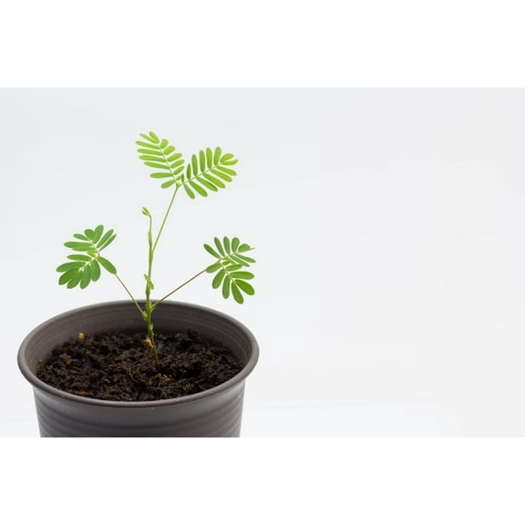 Sleeping Grass Seeds to Grow - 50 Seeds - Amazing Plant That Moves When Touched - Sensitive Plant