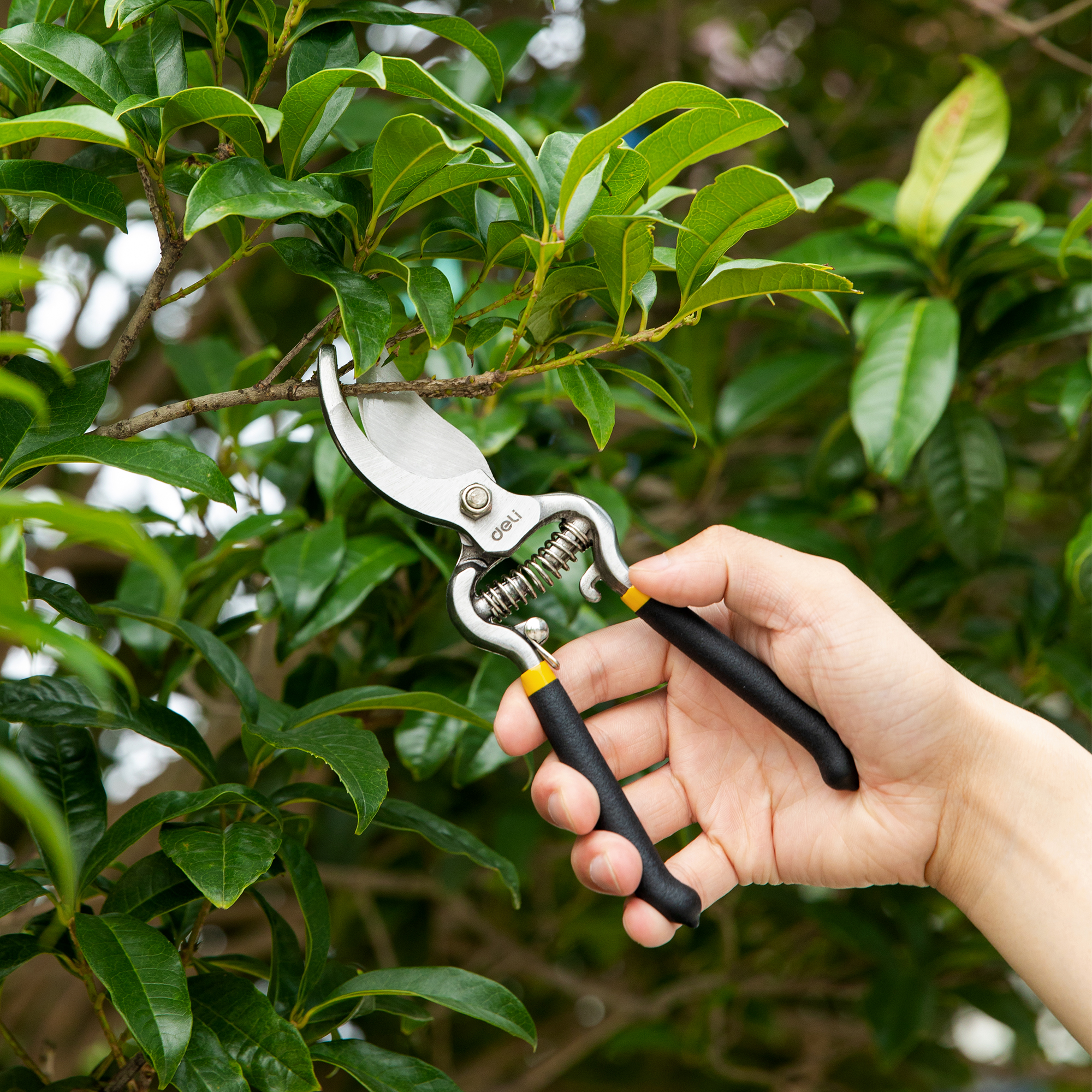 Deli Garden Pruning Shears 8 Inch Bypass photo 4