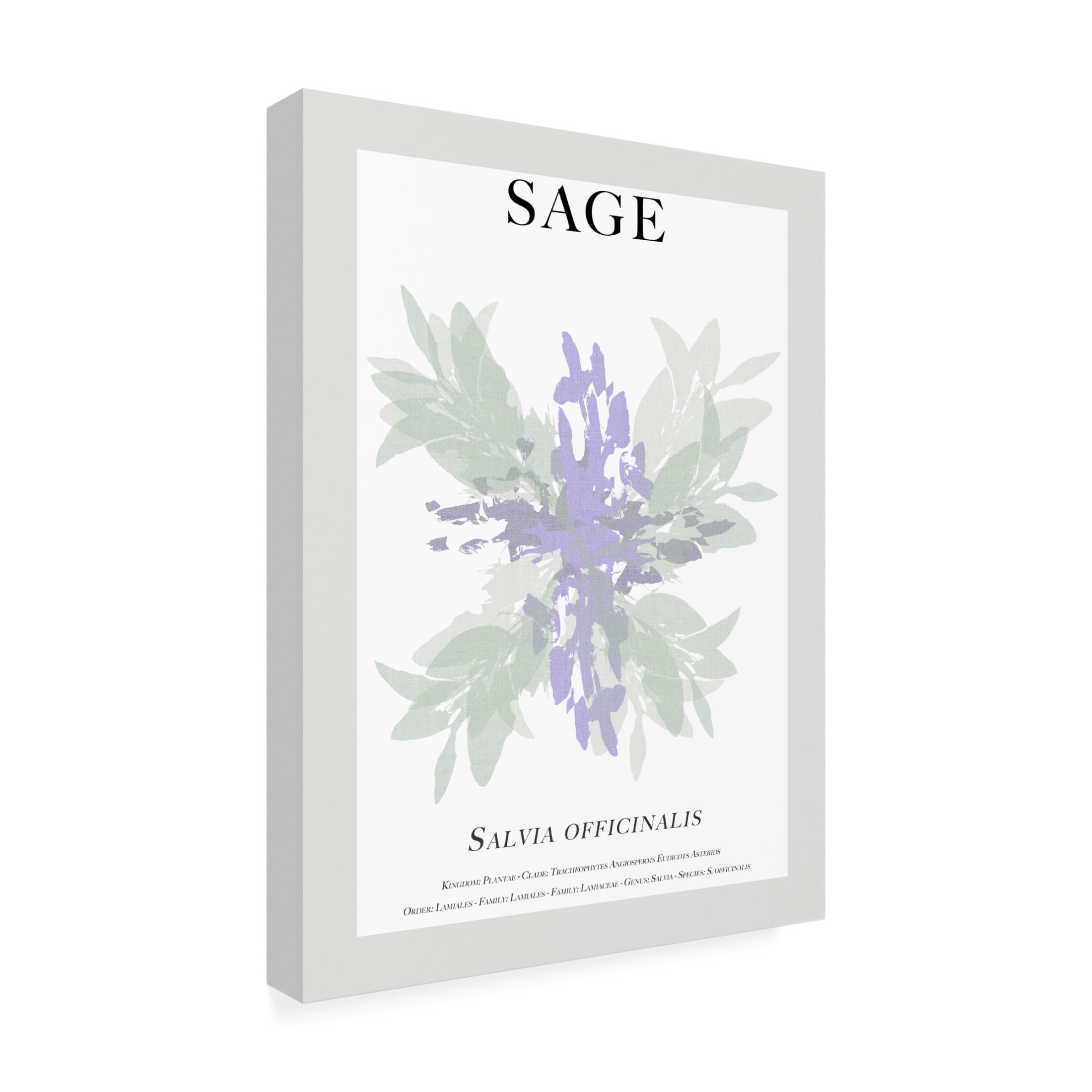 Trademark Fine Art Cartissi Sage Canvas Wall Art