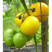 Clovers Garden 5" Lemon Boy Tomato Live Plants in 3.5" Pots (2 Count), GMO Free