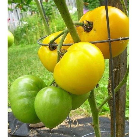 Clovers Garden 5" Lemon Boy Tomato Live Plants in 3.5" Pots (2 Count), GMO Free