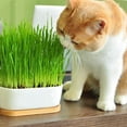 thumbnail image 3 of 🌿 Gardenera Cat Grass Potting Mix - Crafted with Care to Meet Your Cat's Natural Cravings - 3 QUARTS, 3 of 3