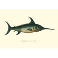 thumbnail image 2 of Vision Studio 32x23 White Modern Wood Framed Museum Art Print Titled - Common Sword-Fish, 2 of 4