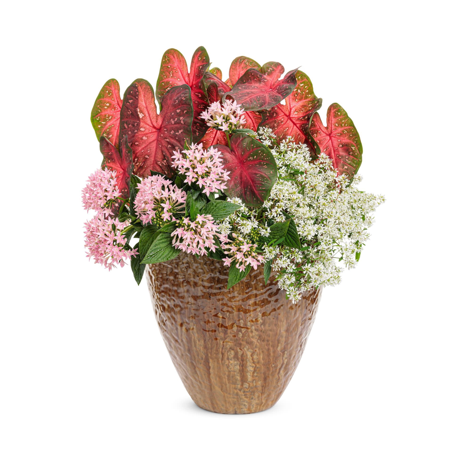 Proven Winners 4" Sunstar Pink Egyptian Star Flower Live Plant in 4.25" Pot (4 Count)
