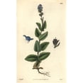 thumbnail image 2 of Alpine Speedwell, Wormskiold'S Var, Veronicaa Poster Print By ® Florilegius Mary Evans (18 X 24), 2 of 4