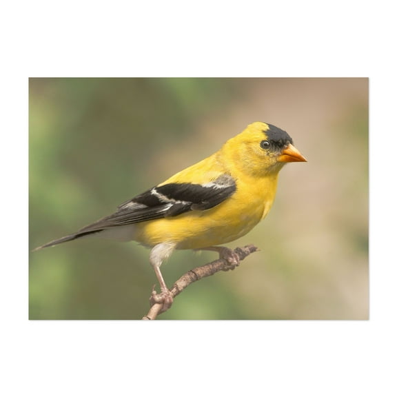 Male American Goldfinch - Photography Bird Wildlife Nature Animal Scenic Woodland Botanical Unframed Wall Art Print 4 x 6 inches
