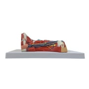 Axis Scientific Human Neck and Throat Anatomy Model | Life-Size Anatomical Model with Muscles, Arteries, Veins, Cartilage, and Bones | Includes Base -Color Product Manual