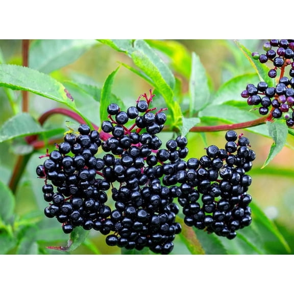Elderberry Live Plant, Sambucus Berry Shrub in Quart Pot, 6–12 Inches Tall, Outdoor Fruit Plant for Garden, Patio & Landscaping