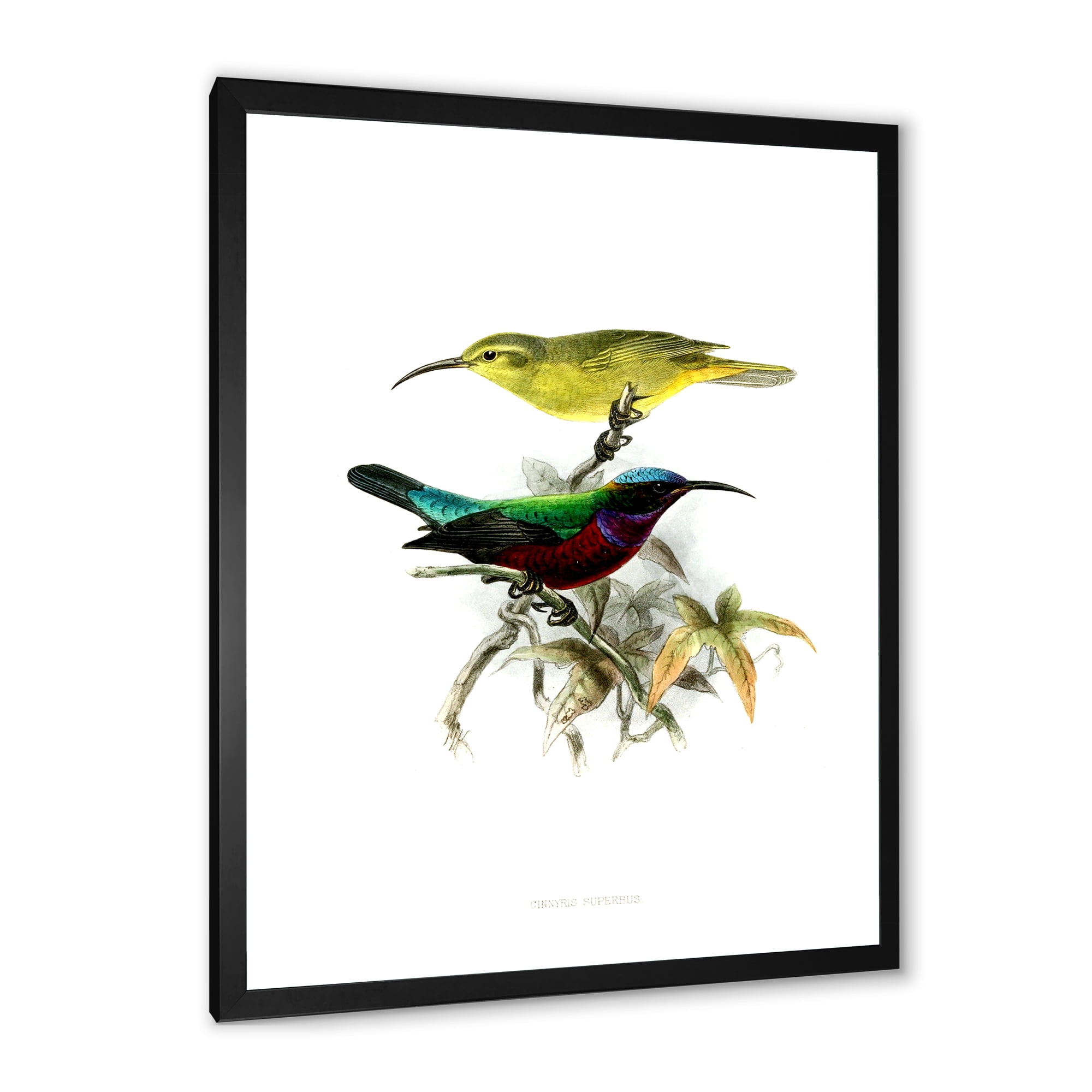 Designart 'Ancient Australian Birds XV' Traditional Framed Art Print