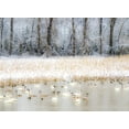 thumbnail image 2 of Gulin, Sylvia 32x25 White Modern Wood Framed Museum Art Print Titled - Washington State-Fall City flooded pond with winters fresh snow and Trumpeter swans and ducks, 2 of 4