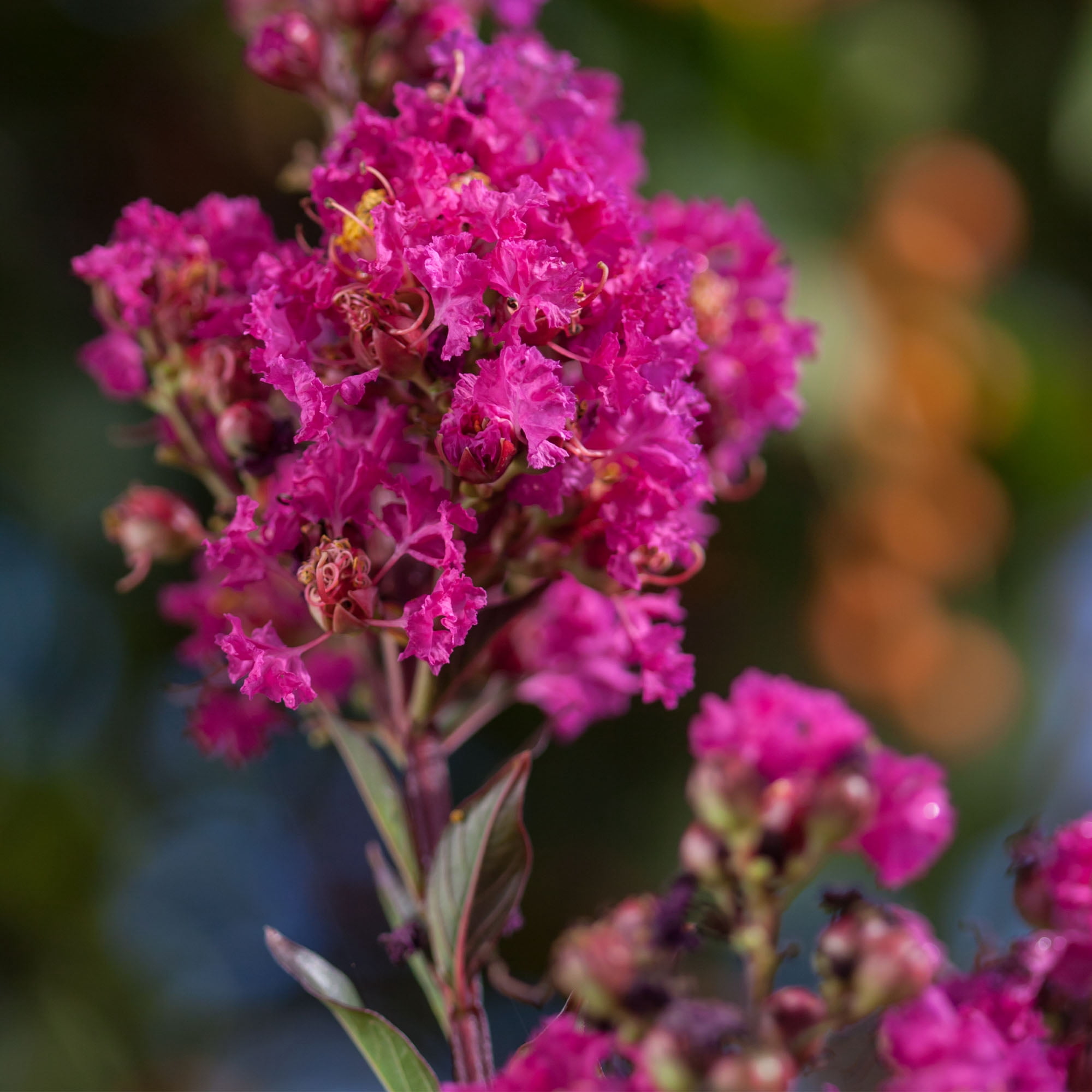 First Editions Crape Myrtle Twilight Magic Live Shrub in 5-Gallon Grower Pot