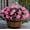 Pink 2, variant on Artificial Fake Outdoor Flowers Plants for Spring Home Decoration, Faux Silk Red Camellia UV Resistant Realistic Look Real for Planter Outside Front Door Porch Patio Balcony, 3 Bundles