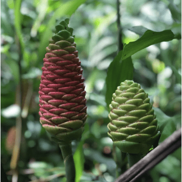 "Pink Live Ginger Plant Roots, 2-Pack, 2""-4"" Long, Partial Shade ...