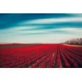 thumbnail image 2 of Wuestenhagen, Dirk 32x23 Black Ornate Wood Framed with Double Matting Museum Art Print Titled - Tulips, 2 of 4