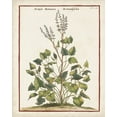 thumbnail image 2 of Munting, Abraham 15x18 Gold Ornate Wood Framed with Double Matting Museum Art Print Titled - Munting Botanicals V, 2 of 4