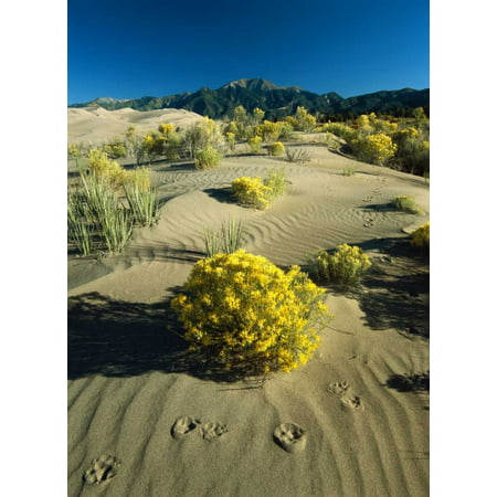 Coyote tracks and flowering shrubs Great Sand Dunes Colorado Poster Print by Tim