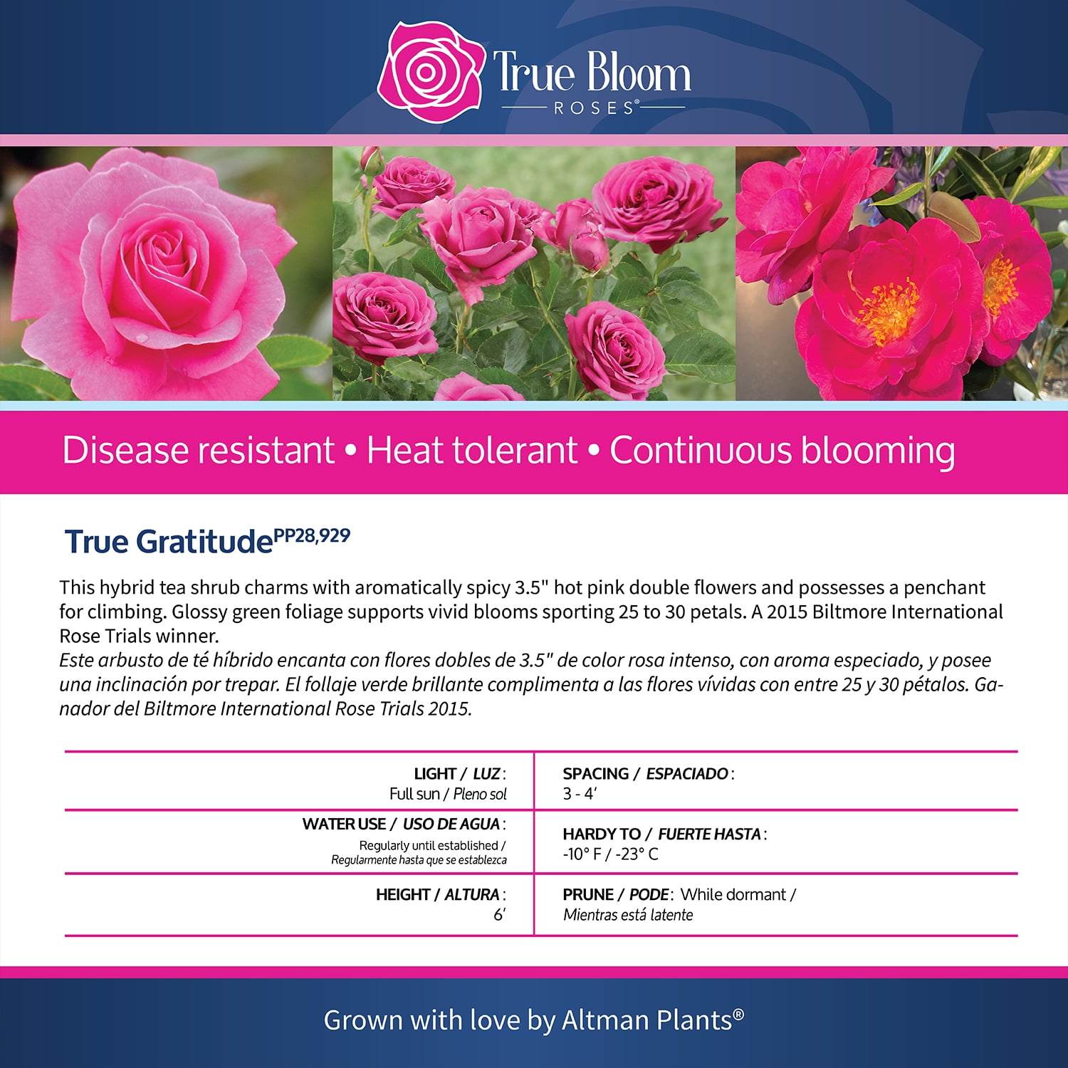 True Bloom 'True Gratitude' PP28929 Dark Pink Rose Bush Roses, 8Qt. Pot, Full Sun, Live Plant