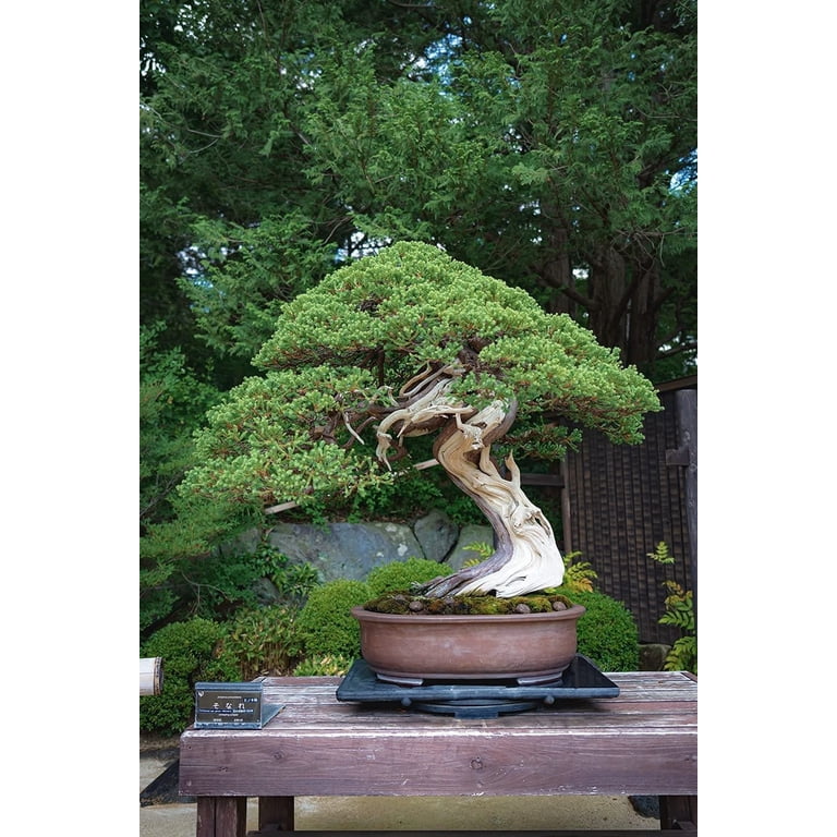 Balance Symbol Tree