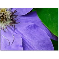 Trademark Fine Art "Clematis Abstract" Canvas Art by Kurt Shaffer