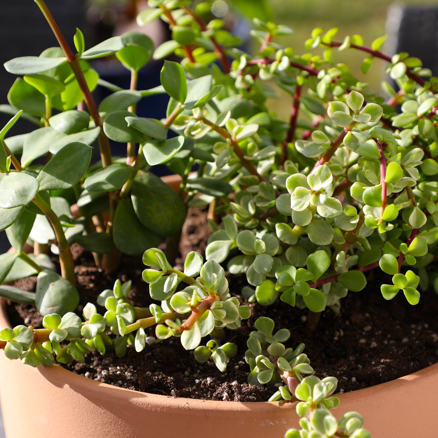 Element by Altman Plants Elephant Bush Succulents 4-Pack - Portulacaria - Full Sun - 1-Quart Pots
