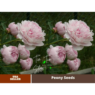 10+Seeds Celebrity Peony Perennial Seeds - Authentic Seeds - Perennial~GMO  Free~~Flower seeds ~ Asian Garden~ Herbs B5G1#B042 