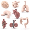 thumbnail image 4 of Human Organ Model Set Educational Science Toy For Kids 8 Piece Anatomy Learning Kit Brain Heart Liver Stomach Intestine, 4 of 9