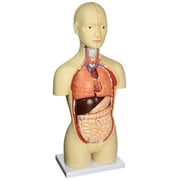 Vision Scientific Dual Sex Mini Torso - 16 Parts