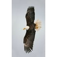 thumbnail image 2 of Morris, Arthur 21x32 White Modern Wood Framed Museum Art Print Titled - Alaska, Homer Bald eagle flying, 2 of 4