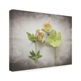 thumbnail image 2 of Felicity Bradley 'Vintage Hellebore Study IV' Canvas Art, 2 of 4