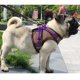 thumbnail image 4 of Conjunto de correa de arnés de perro pequeño de malla de aire transpirable Ormromra CJWUS-3232, 4 of 5