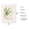 thumbnail image 2 of Parlor Palm (Chamaedorea elegans) - Vintage Botanical Illustration by Carl Friedrich Philipp von Martius c.1820s - Japanese Unryu Rice Paper Art Print (Unframed) 17 x 22 in, 2 of 4