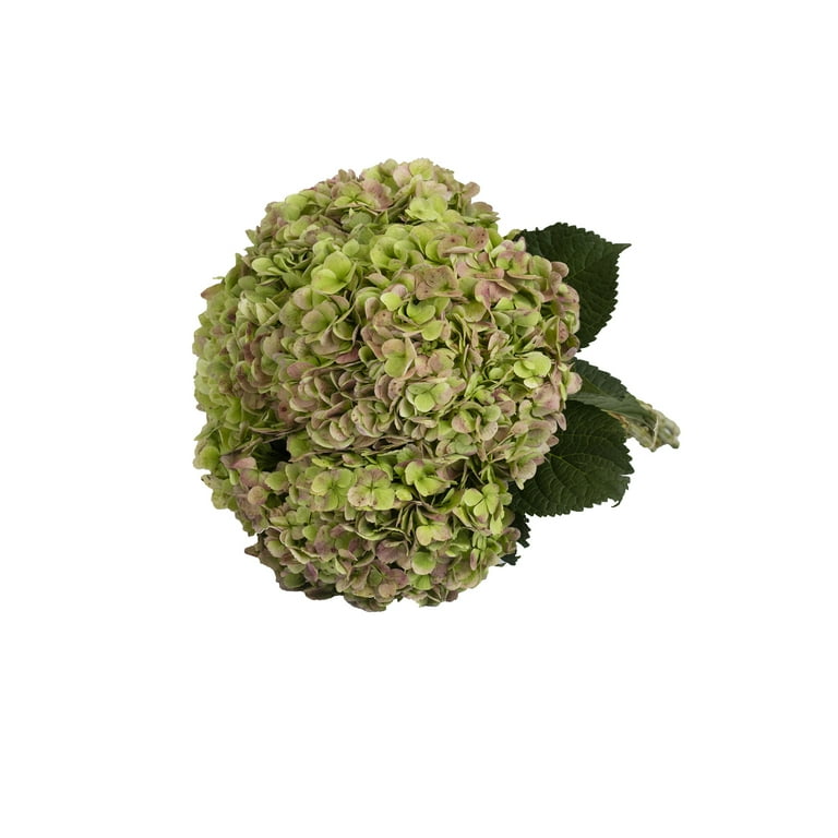 Hydrangea4937　1003 SDP813-LB_1024x1024.jpg?v=