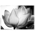 thumbnail image 3 of Van Swearingen, Debra 24x18 Black Modern Framed Museum Art Print Titled - Translucent Tulips VI, 3 of 5