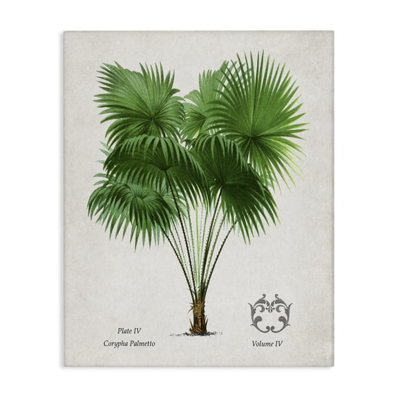 Stupell Industries Vintage Fan Palm Plant Canvas Wall Art design by Val Rhodes, 20 x 16
