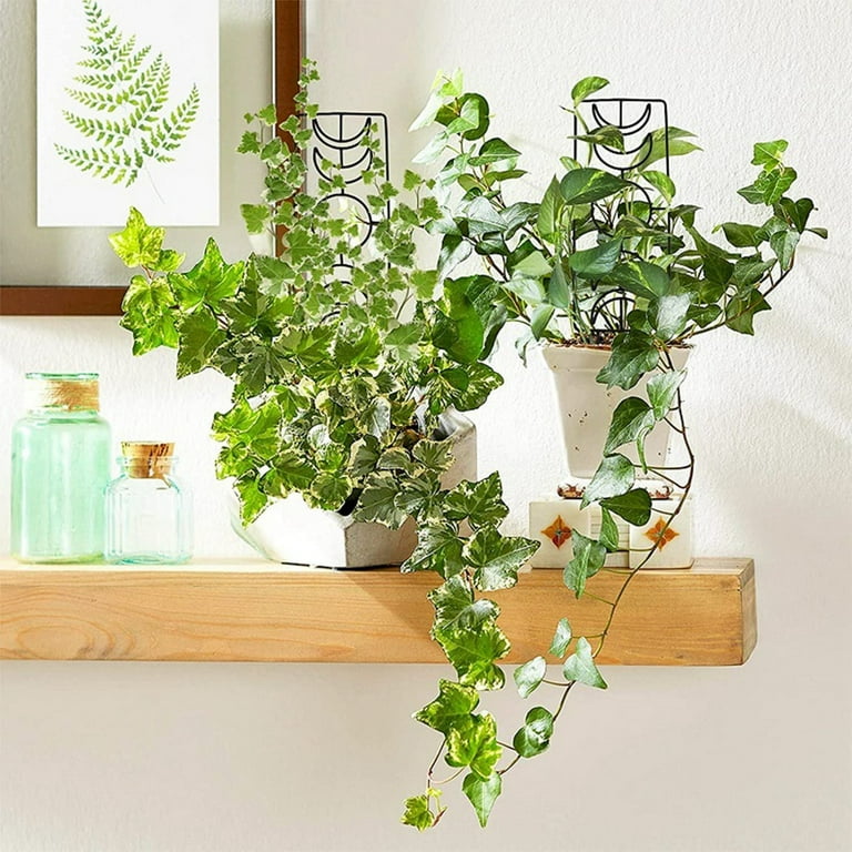 juniper bonsai tree indoor Arching Juniper Bonsai Tree main image 0