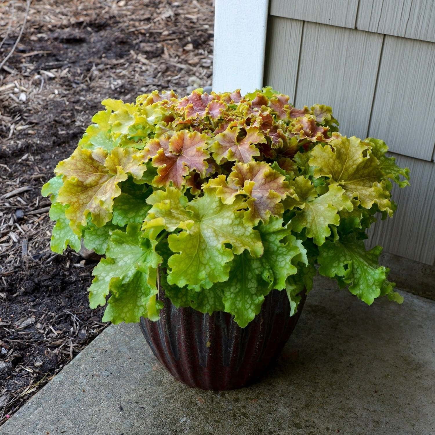 Proven Winners 6" Yellow Dolce 'Apple Twist' Coral Bells Live Plant in 6.5" Pot