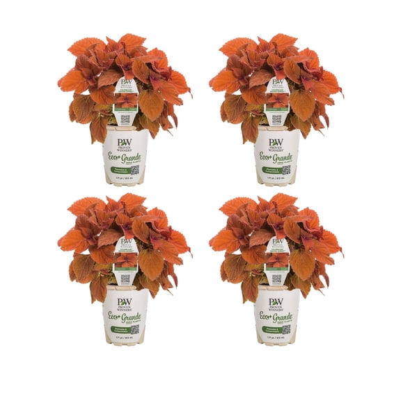Proven Winners 4" Orange ColorBlaze Sedona Sunset Coleus Live Plant in 4.25" Pot (4 Count)